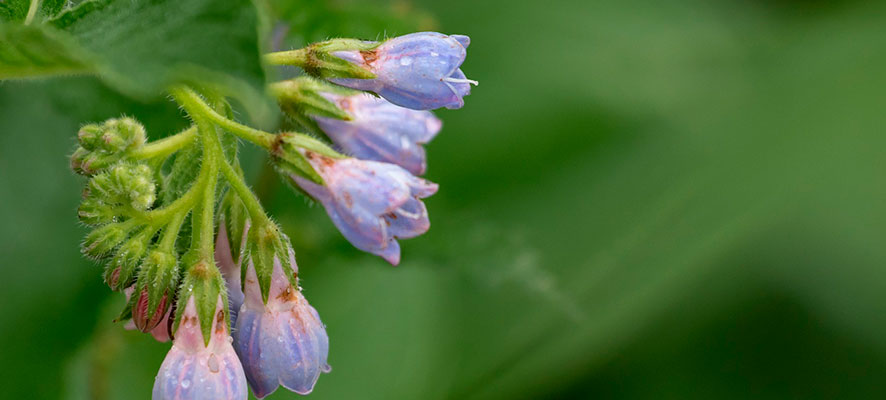 Té de consuelda