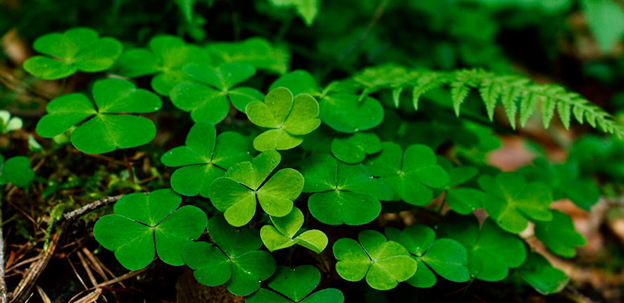 how to get rid of clovers