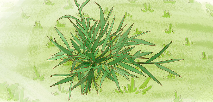how to identify crab grass