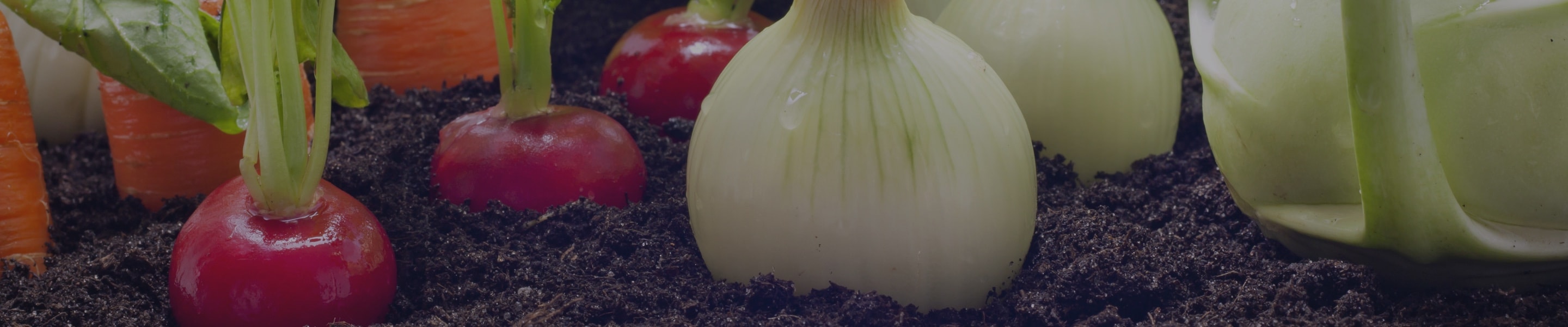 Urban Vegetable Gardens Urban Vegetable Gardens