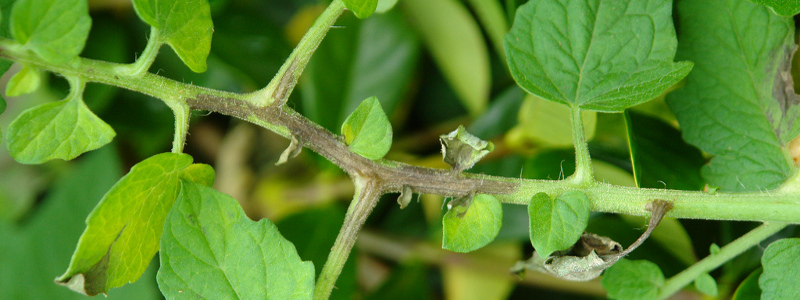 PUDRICIÓN DE CUELLO Y RAÍCES (PHYTOPHTHORA)