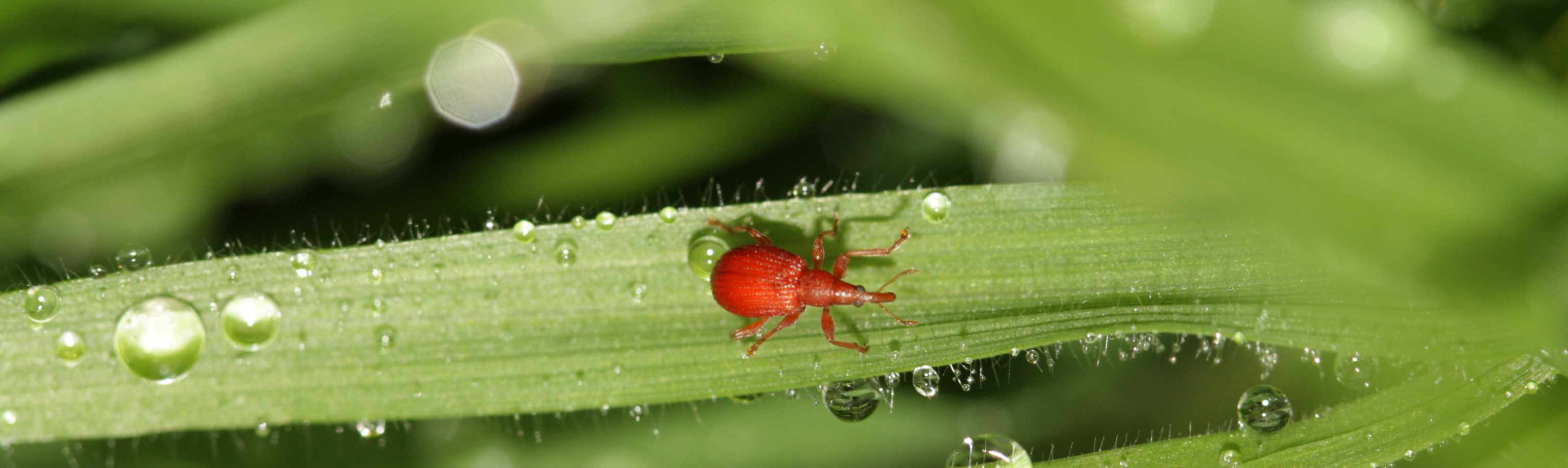 El Picudo Rojo: Protege tus palmeras con Matabi